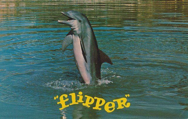 Flipper