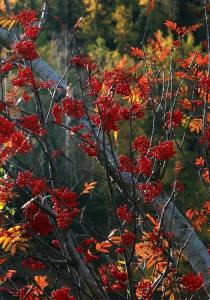 花楸树