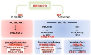 黄酮类化合物