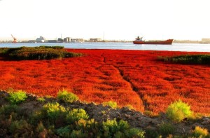 营口永远角湿地的红地毯