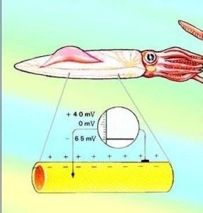 枪乌贼轴突膜静息电位