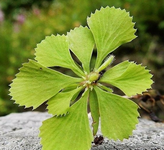 双子叶植物