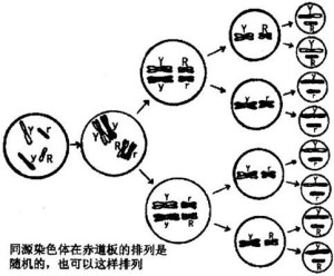 非等位基因自由组合