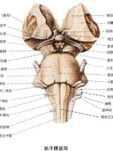 脑干腹面观