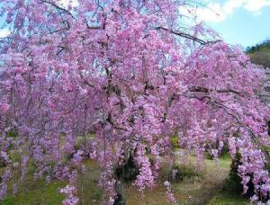 垂枝樱花