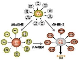 自由基与疾病