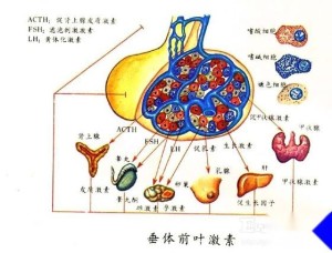 垂体前叶素