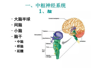 中枢神经系统