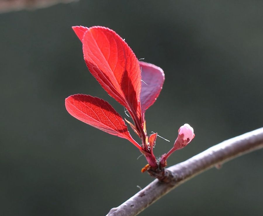 紫叶矮樱