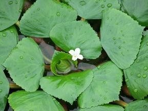 水生植物