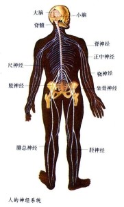 中枢神经系统