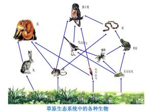 草原生态系统