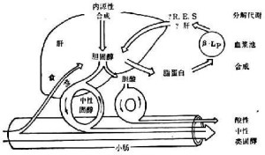 肝脏胆固醇代谢