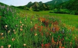 神田草原风景区