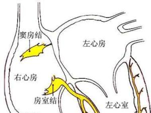 窦房结