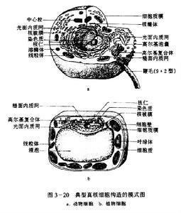 生物分类学