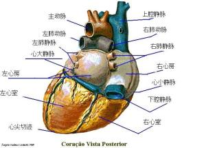 心脏（脊椎动物的中心器官）图册