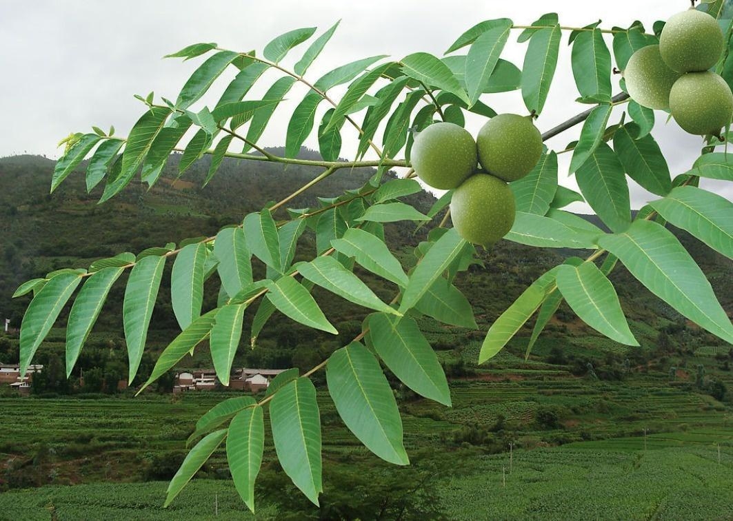 核桃树