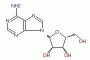 腺苷