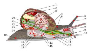 蜗牛解剖图