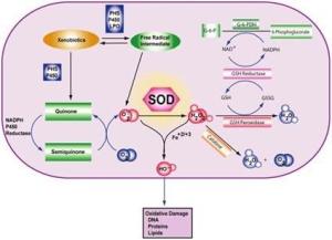 超氧化物歧化酶(SOD)