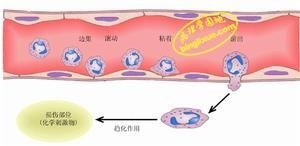 急性炎症中性粒细胞的游出和聚集过程模式图