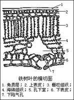 栅栏组织