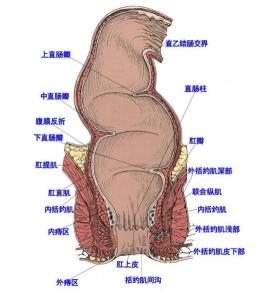 肛门