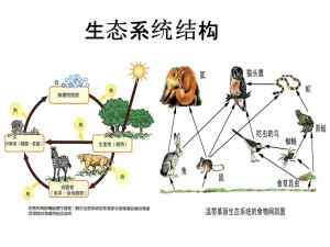 生态系统结构