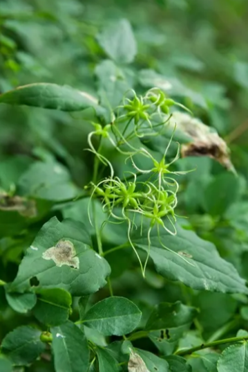 双子叶植物