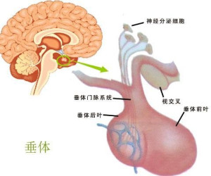 脑垂体