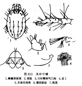 朱砂叶螨结构图