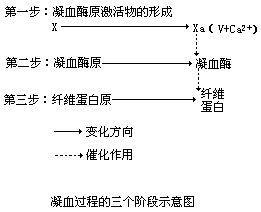 凝血过程示意图