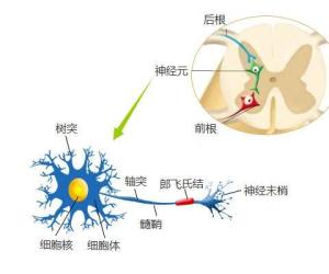 癫痫的病因