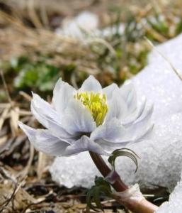 雪莲花（菊科凤毛菊属植物）