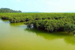 红树林植物图册