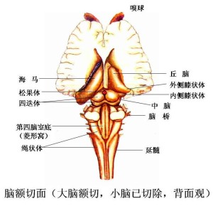 大脑