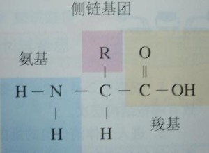 人体氨基酸通式