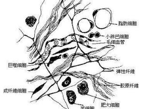 疏松结缔组织是由细胞