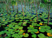 水生植物