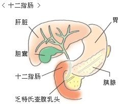 十二指肠