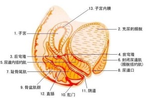 阴道