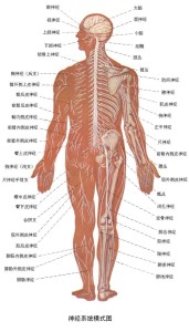 中枢神经系统