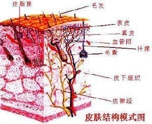 皮肤结构模式图