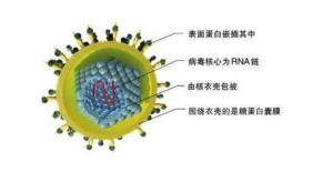 RNA病毒