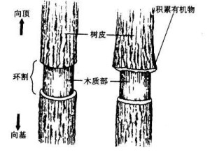 韧皮部环割试验示意图