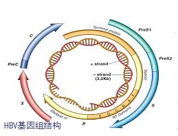 HBV基因组结构