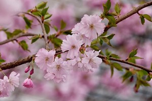 日本樱花