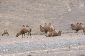 新疆兵团农八师“花果山”下的家骆驼群