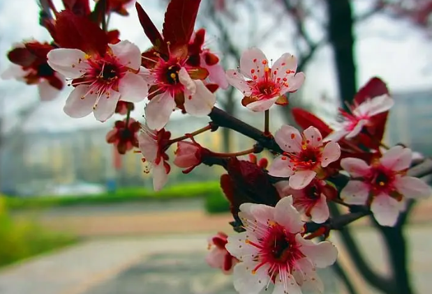 紫叶李